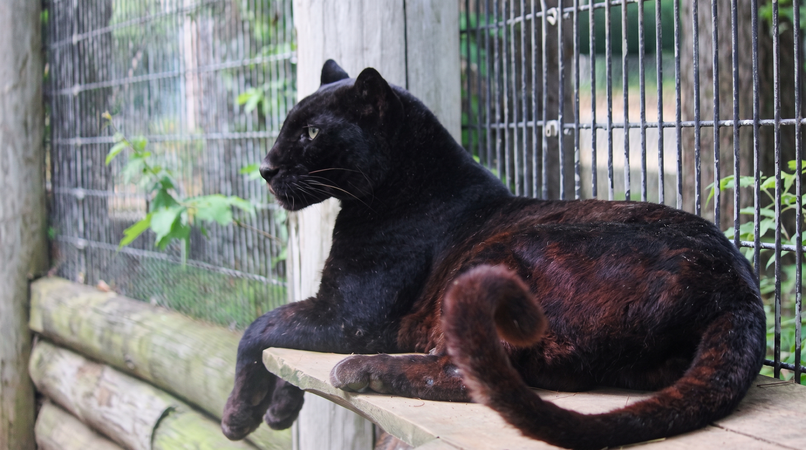 Rescued black leopard resting gracefully on elevated perch at DEW Haven sanctuary