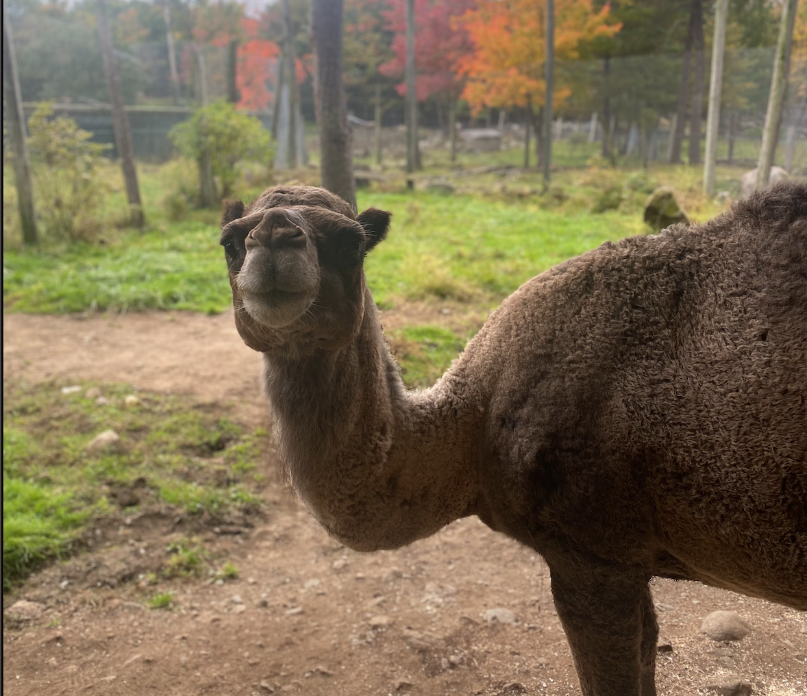 Sahara the dromedary camel smiling in the autumn pasture at DEW Haven sanctuary