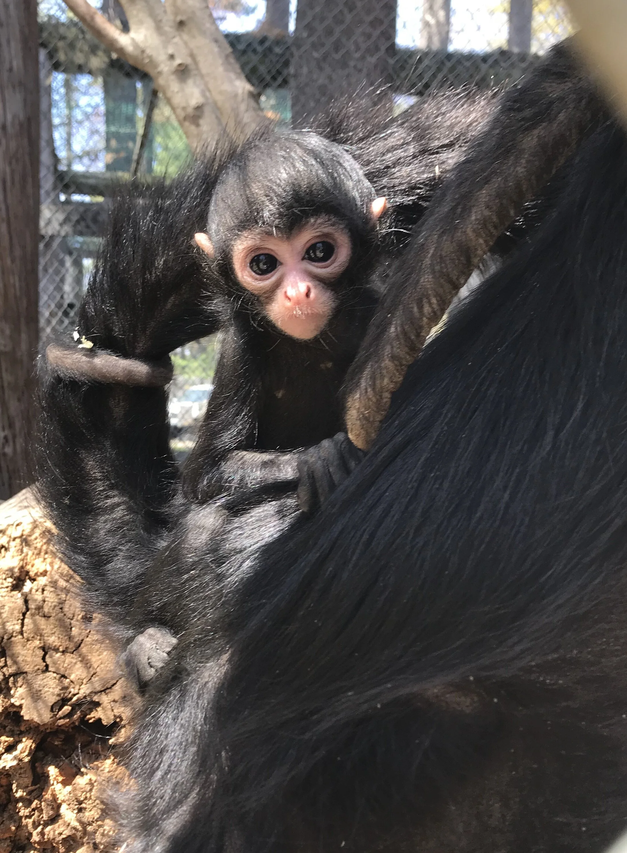 Barnaby the De Brazza's Guenon