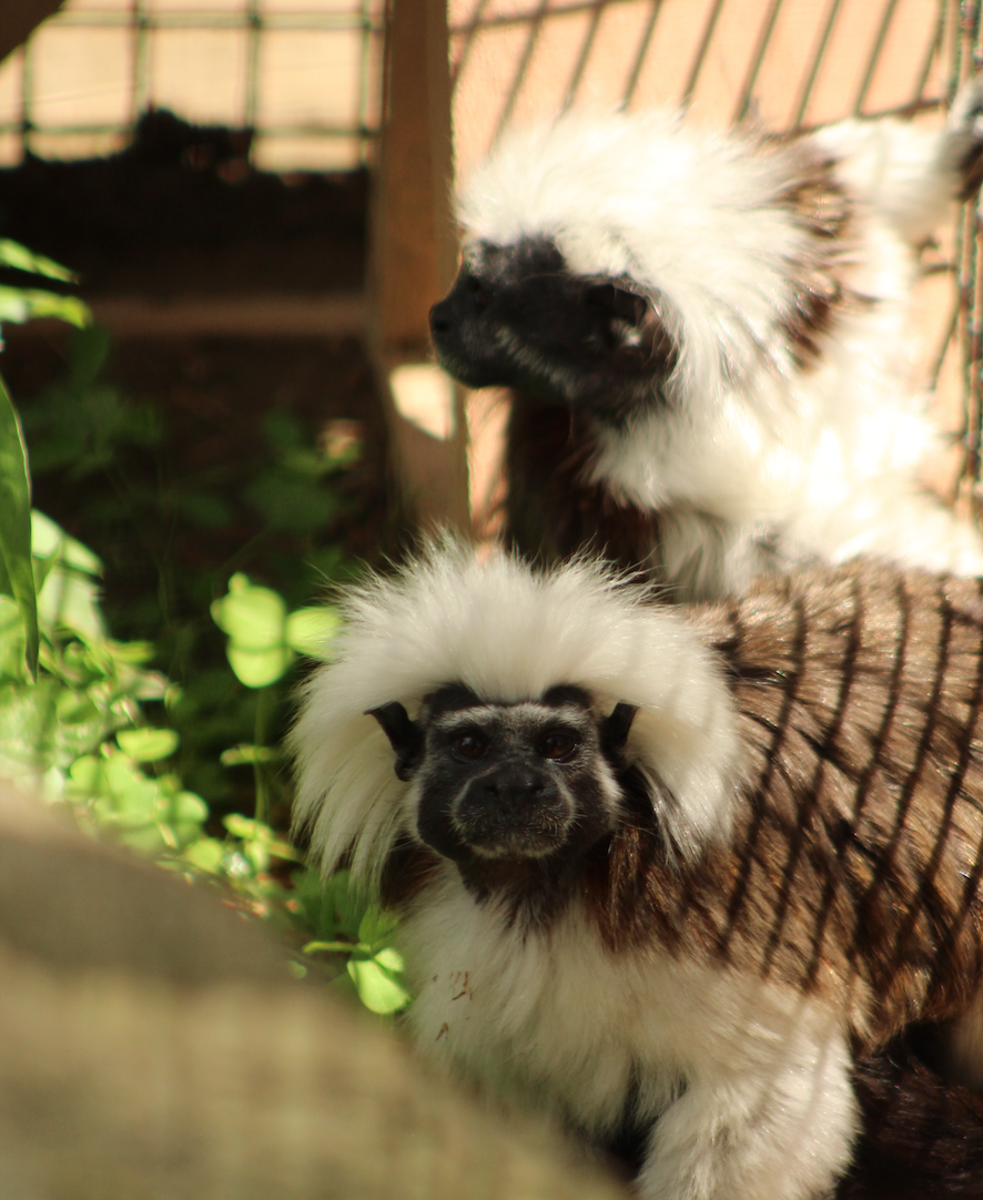Pip & Squeak (Cotton-Top Tamarins)