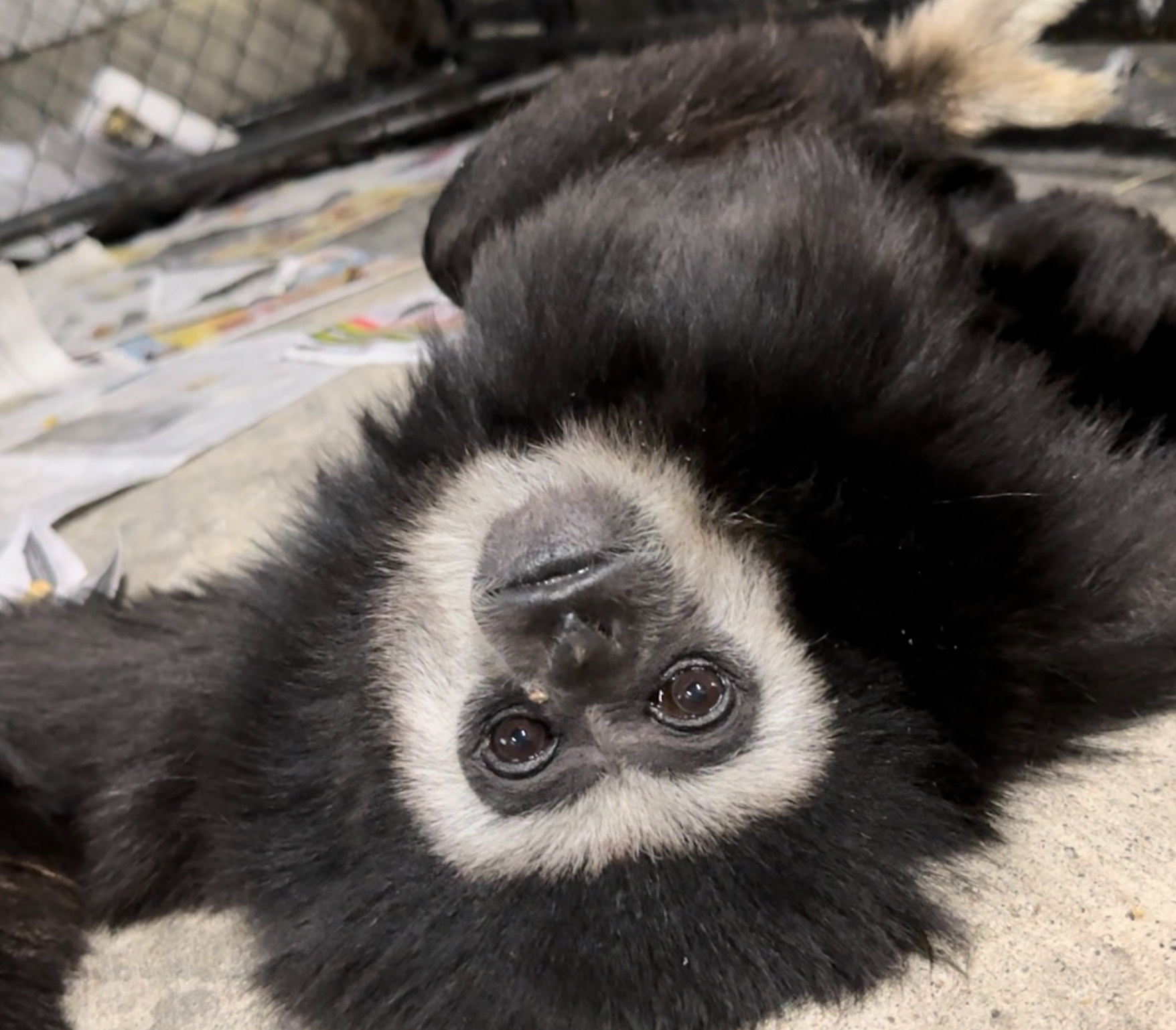 Echo's Upside-Down Grin