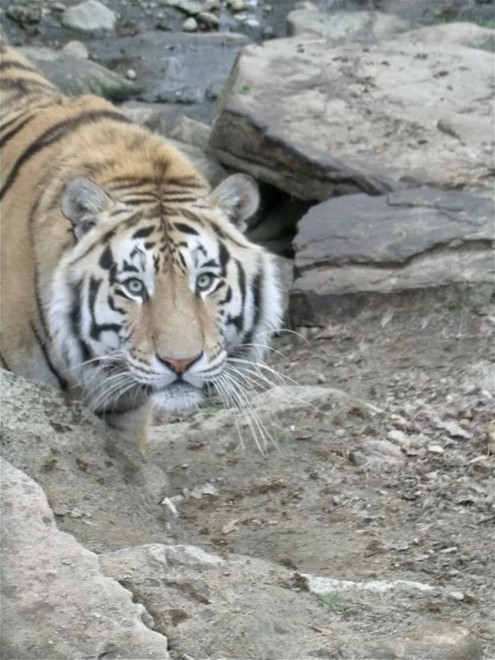Tritan Intense Gaze