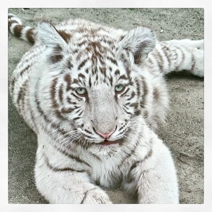 Tiger in Summer Slumber