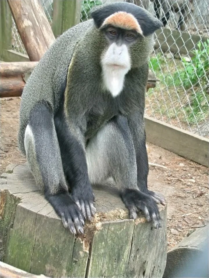 Primates