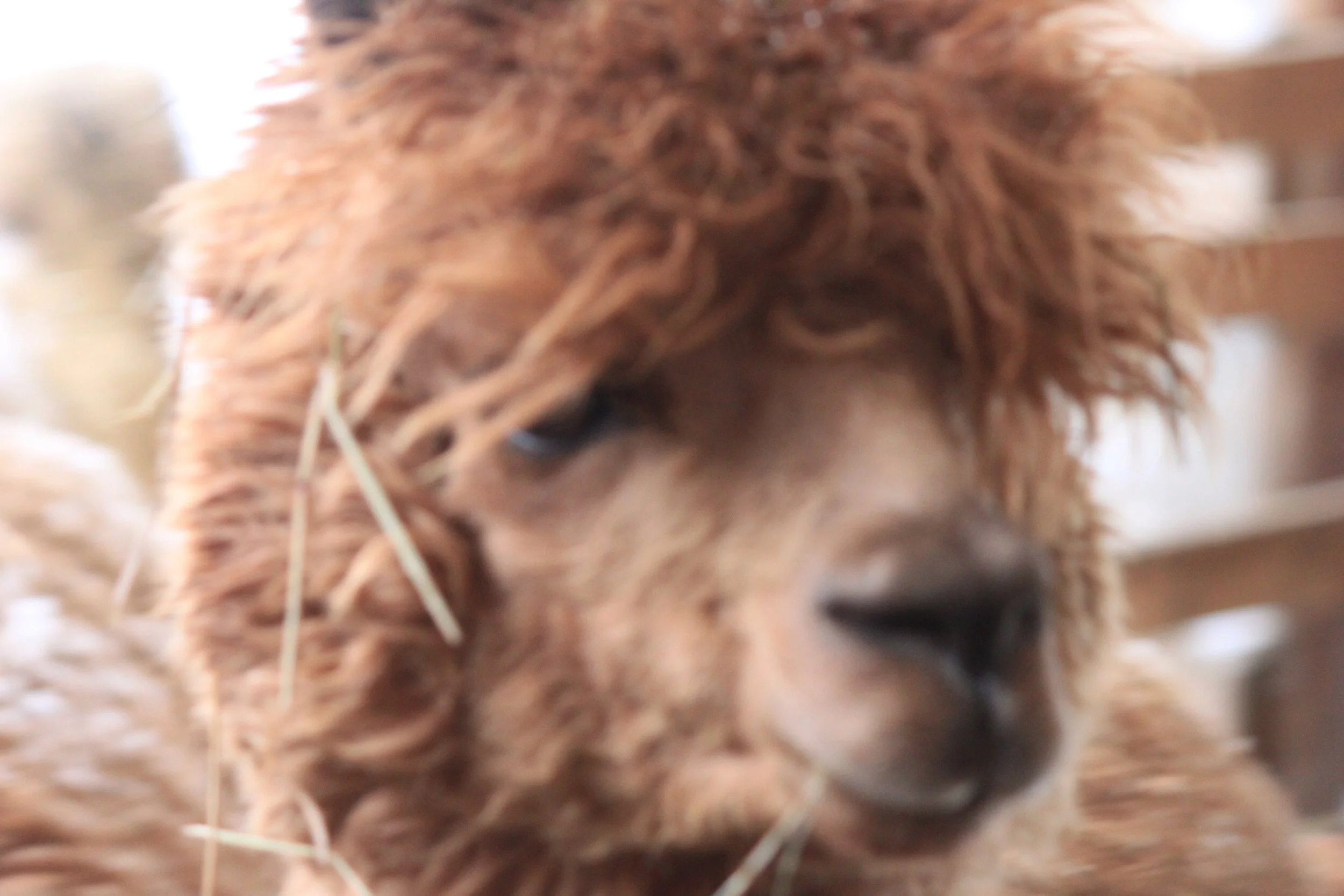 Rusty the Cinnamon Alpaca