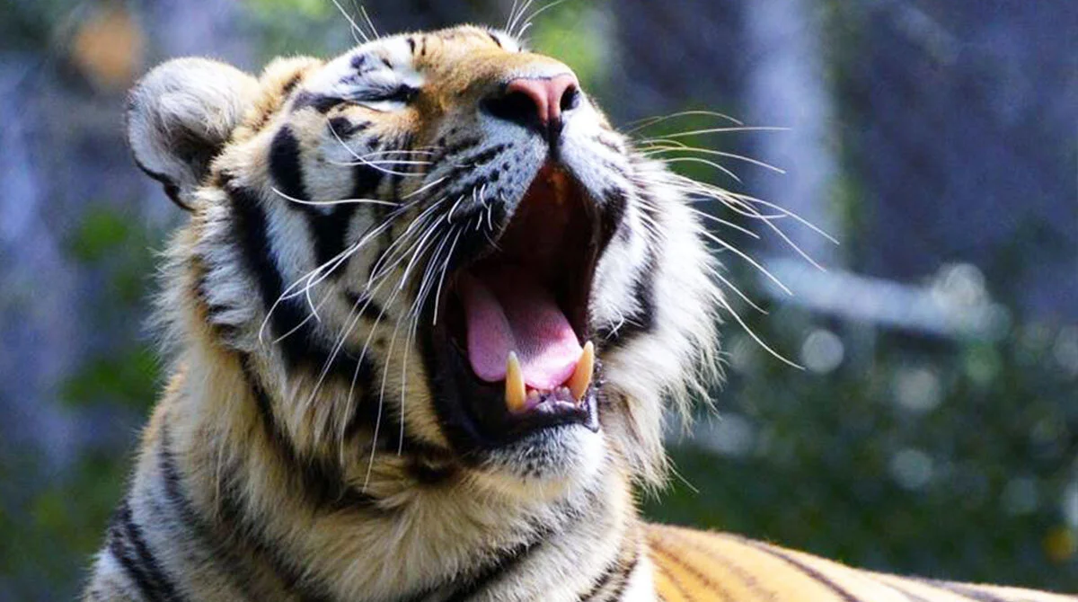 Tiger Stretched on Timber