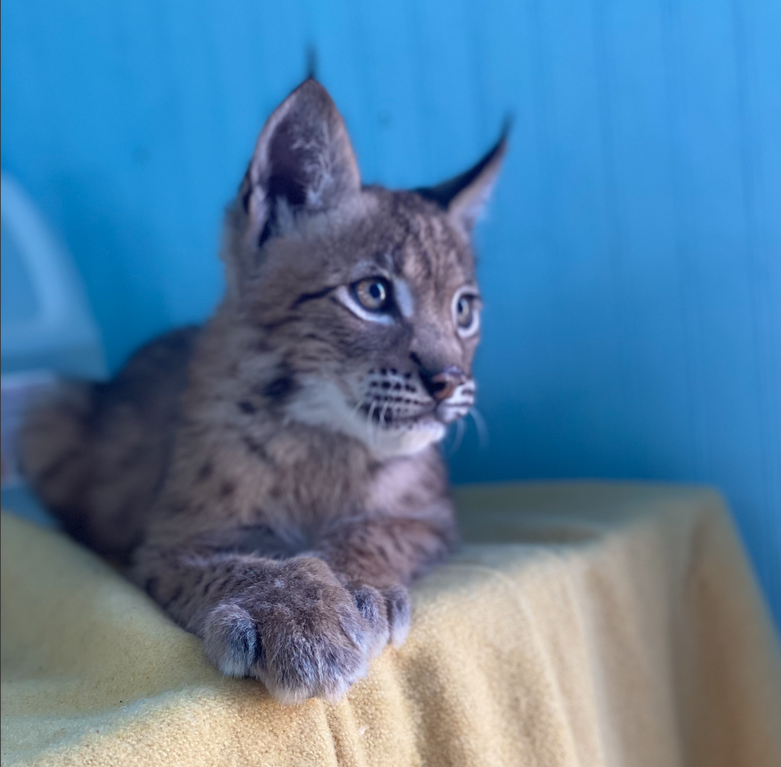 Luna the Canadian Lynx Kitten