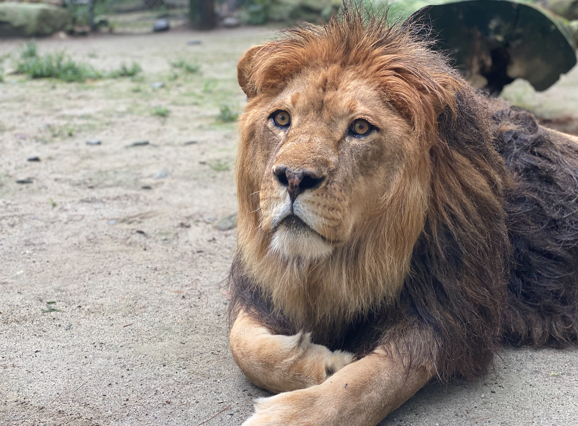 Simba's Regal Rest