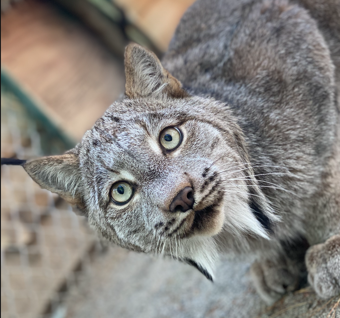 Lynx Whiskers & Tufted Ears