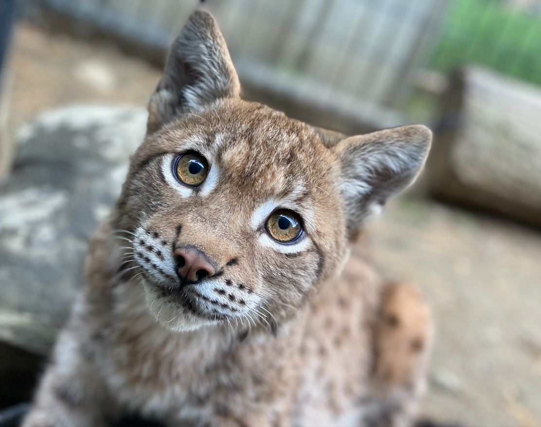 Curious Amber Eyes