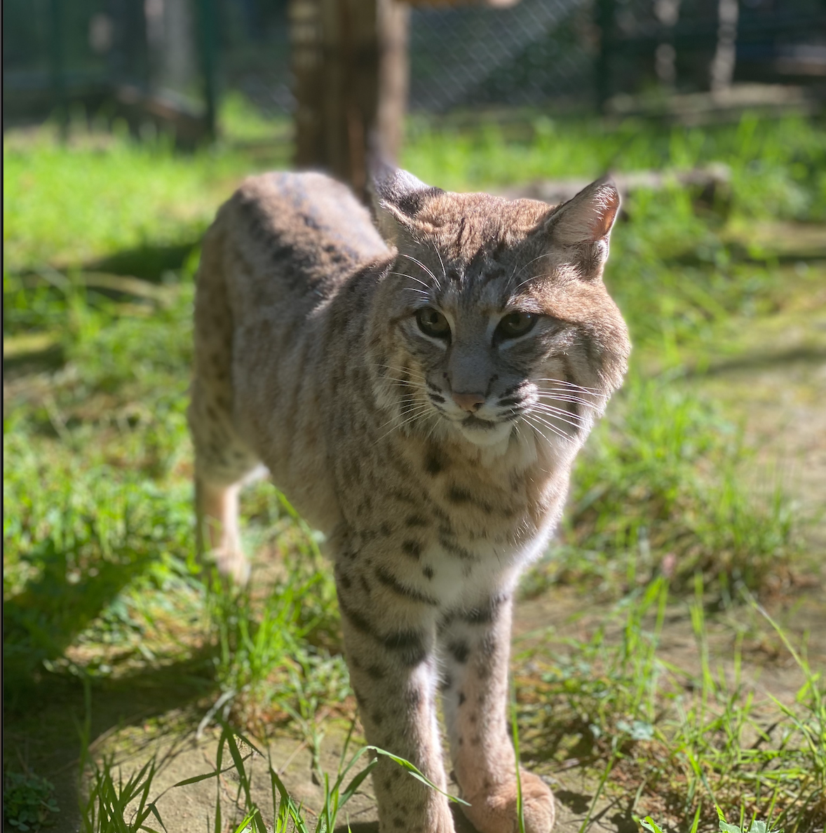 Shadow the Maine Bobcat