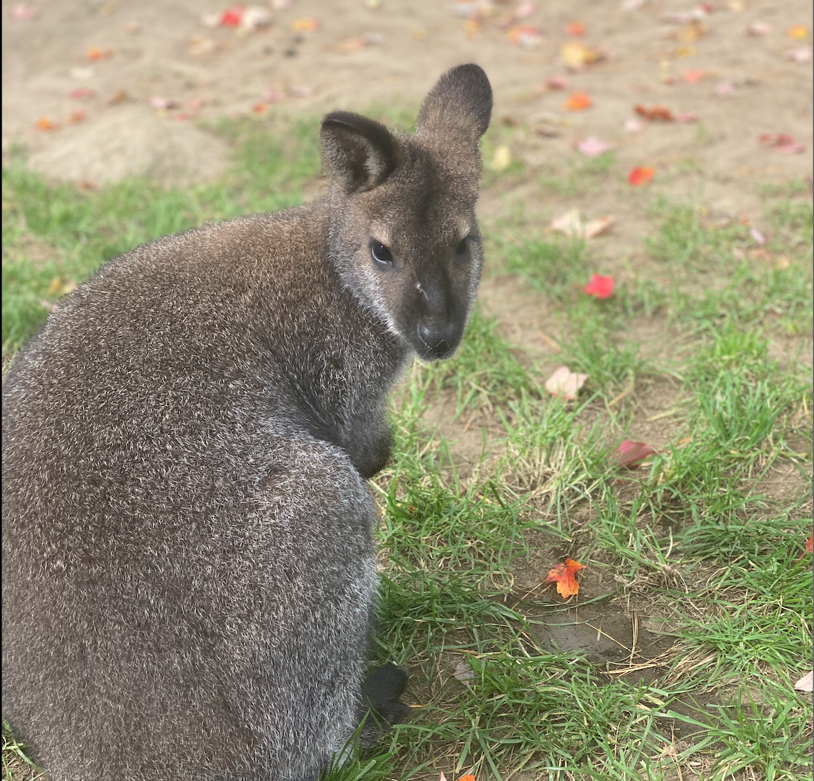 Joey the Bennett's Wallaby