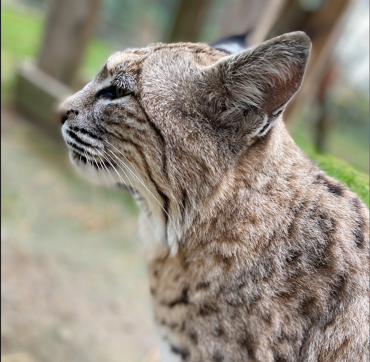 Maine Bobcat Profile