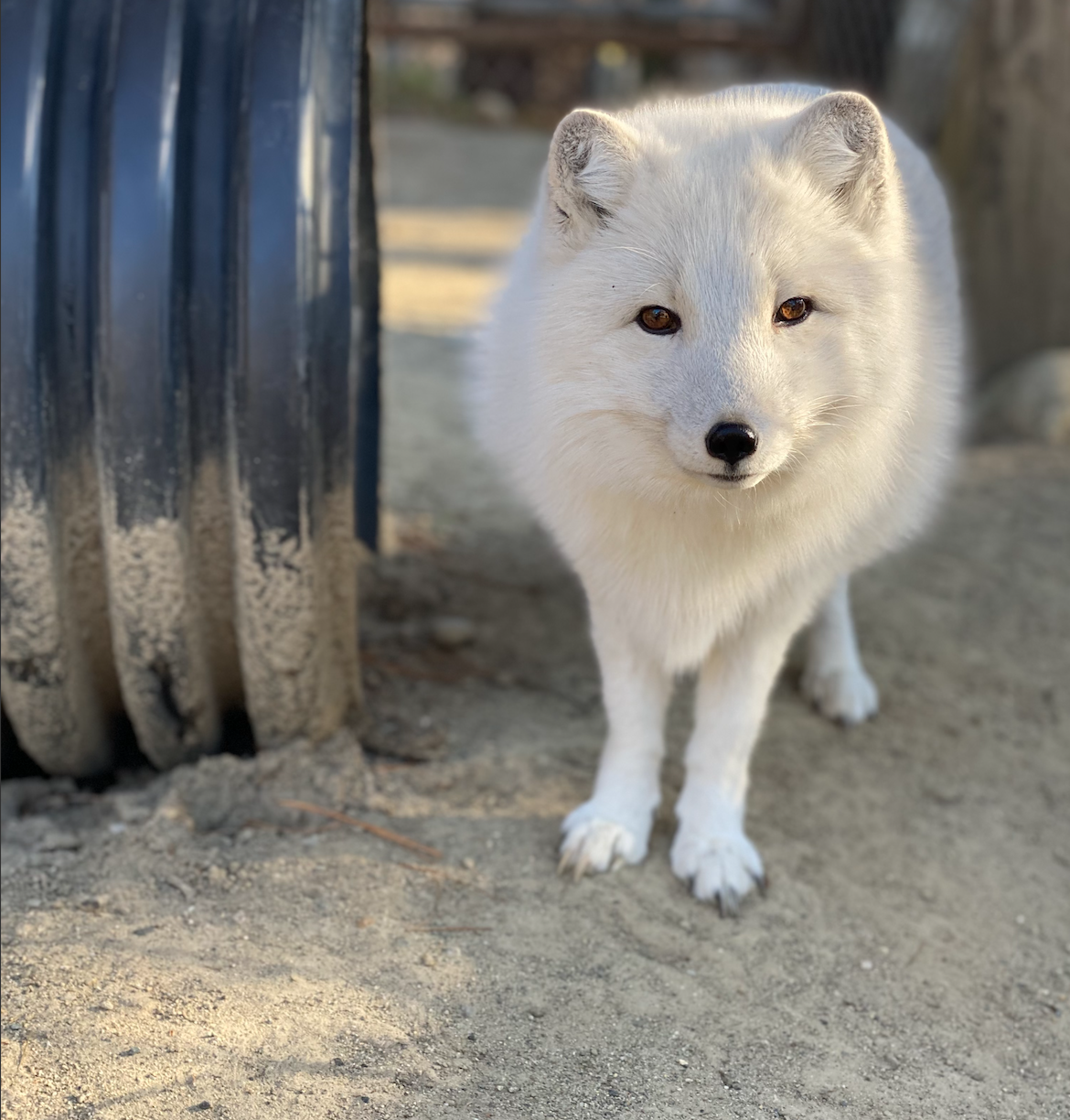 Snowdrift the Arctic Fox