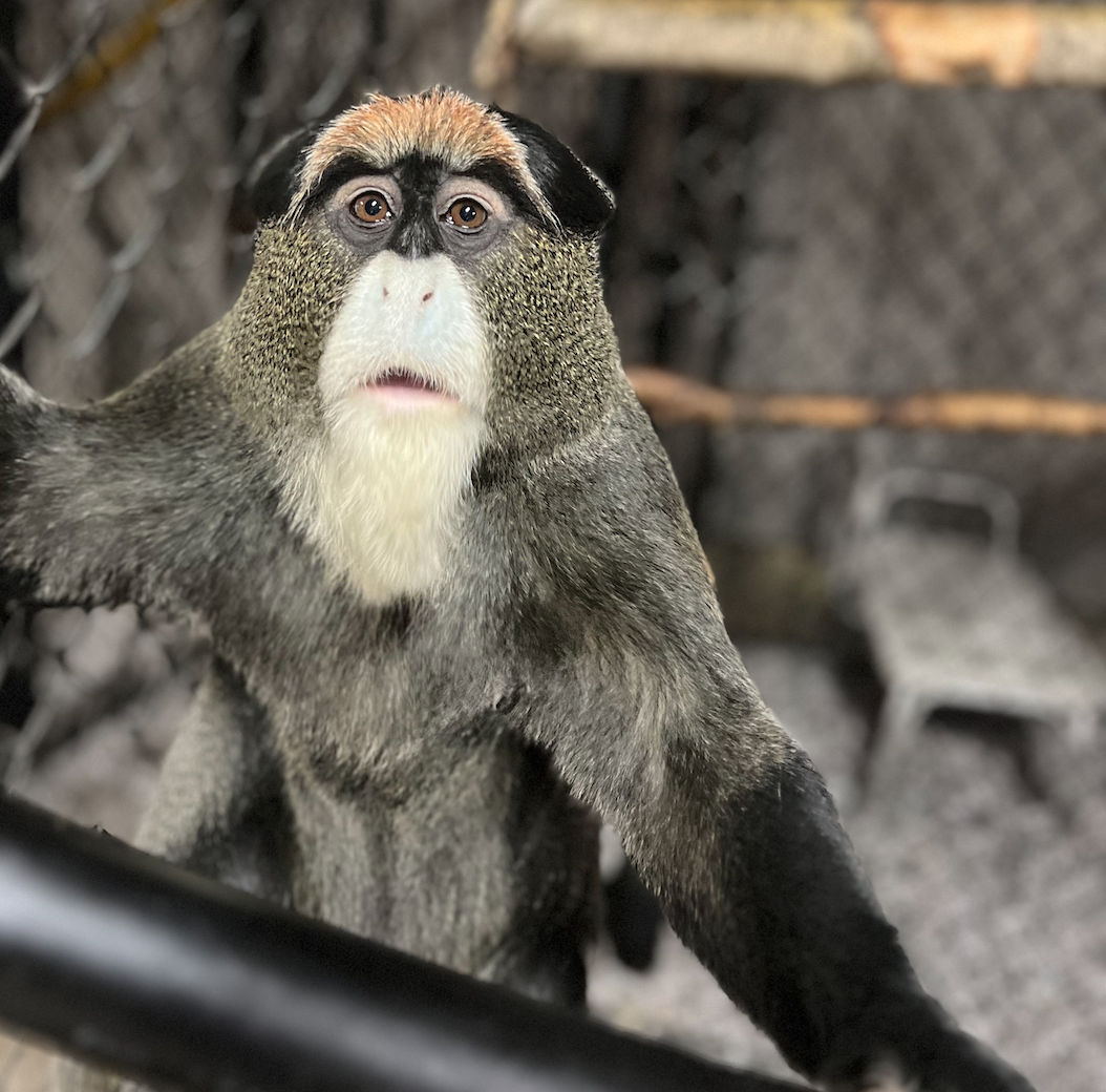 Guenon Wide-Eyed Wonder