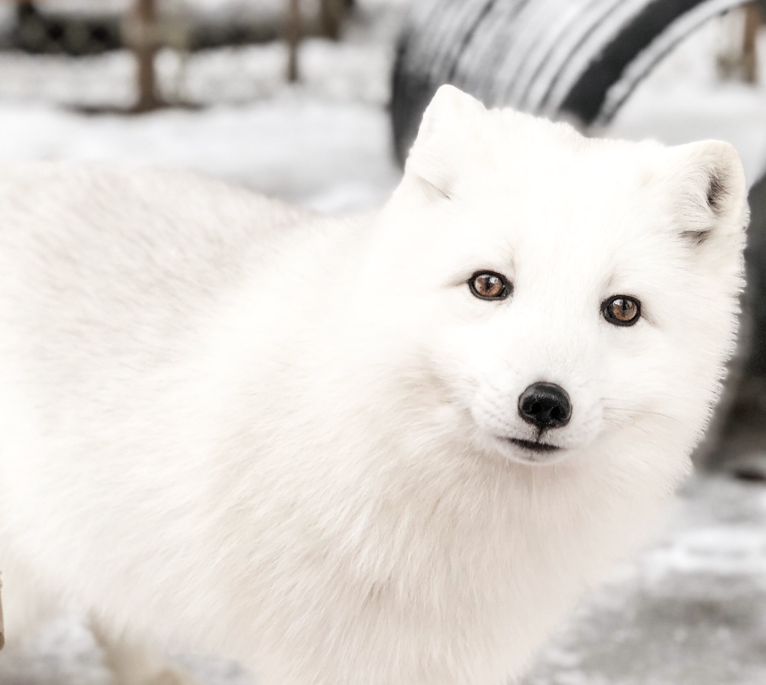 Ghost of the Arctic