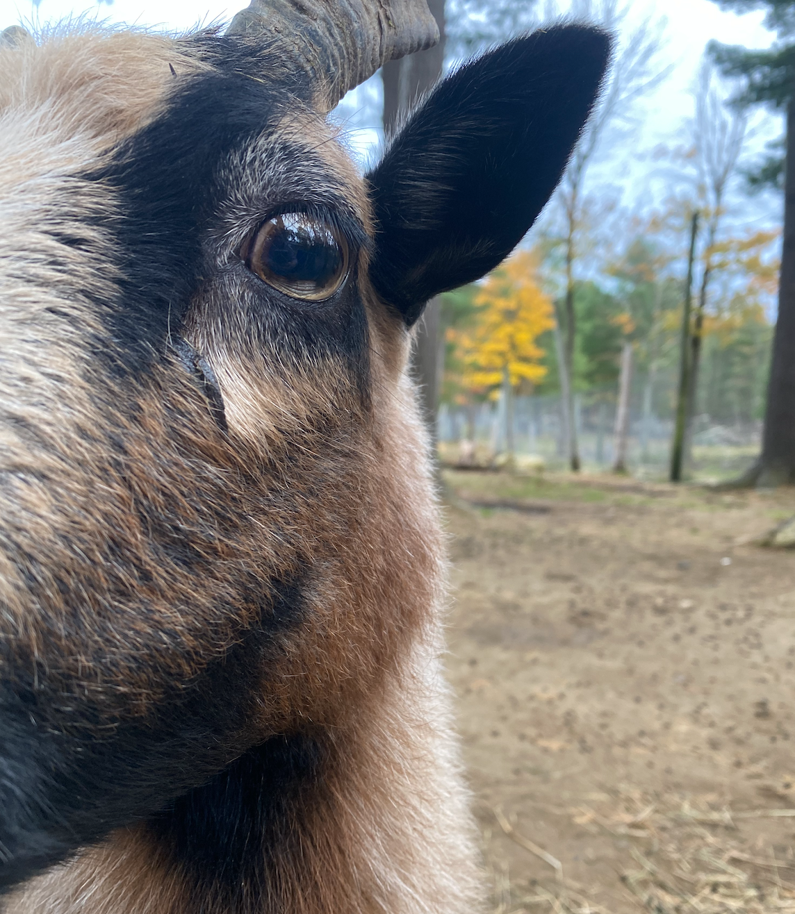 Barnyard Eye-to-Eye