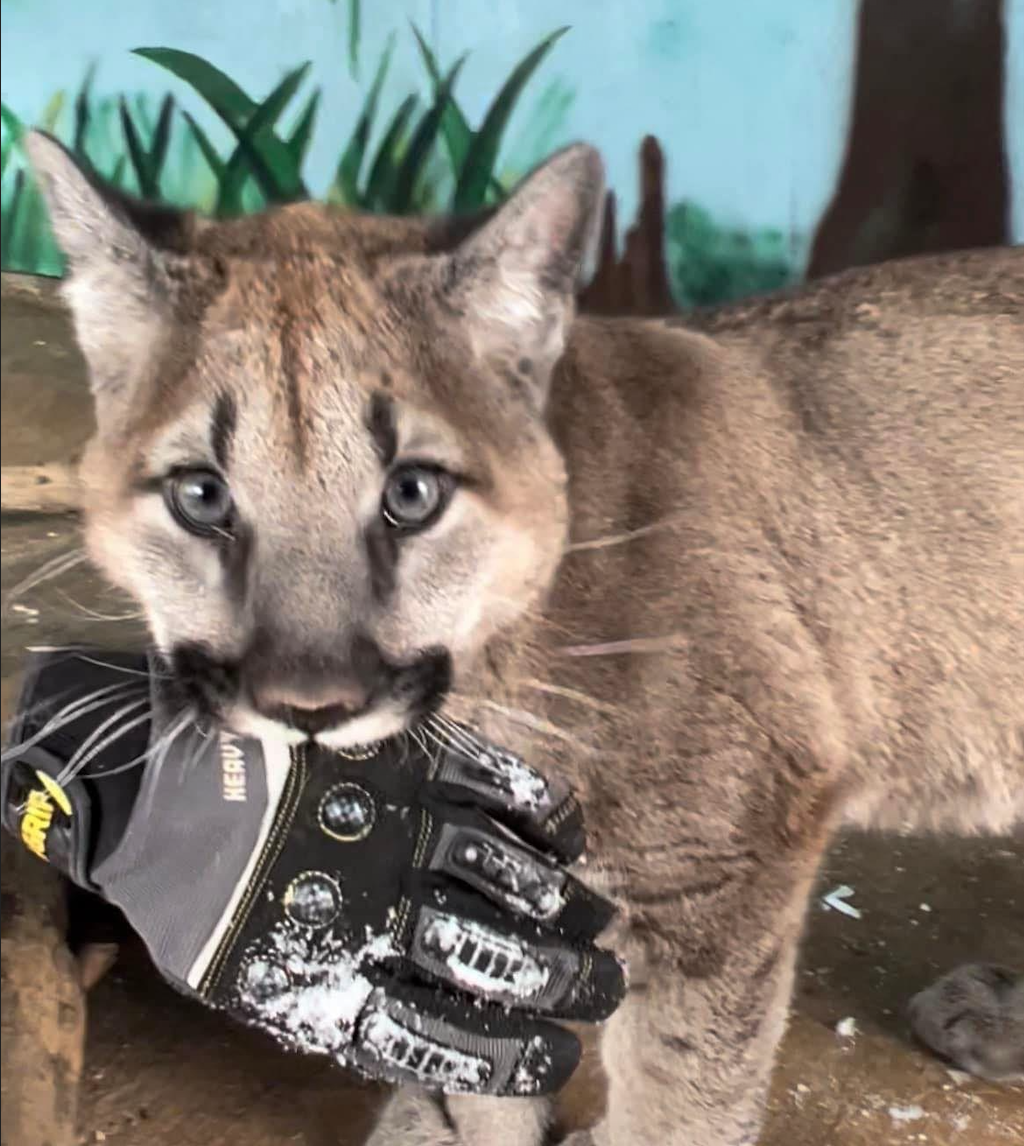 Dakota the Cougar Cub