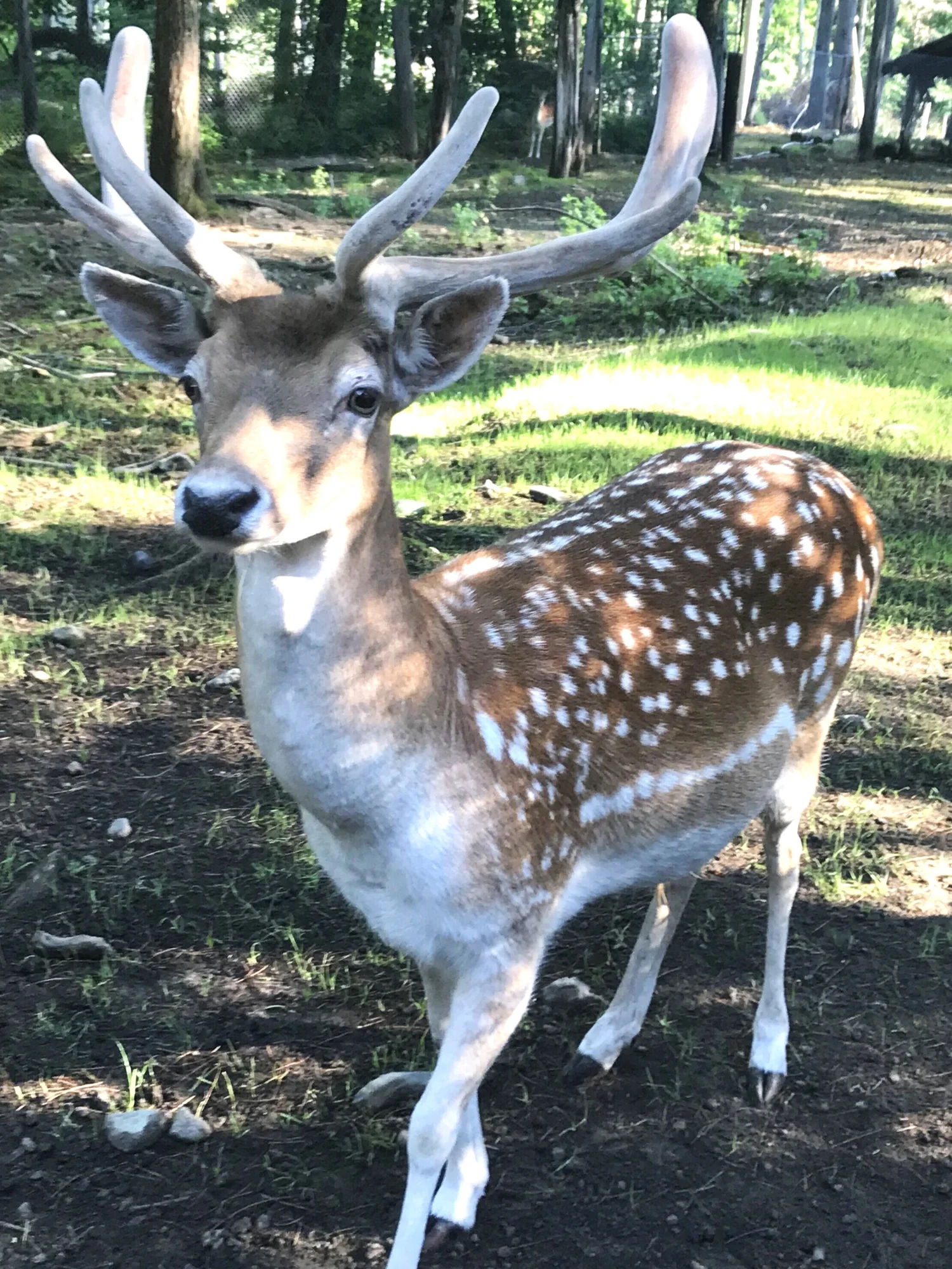 Gentle fallow deer in the woodland meadow