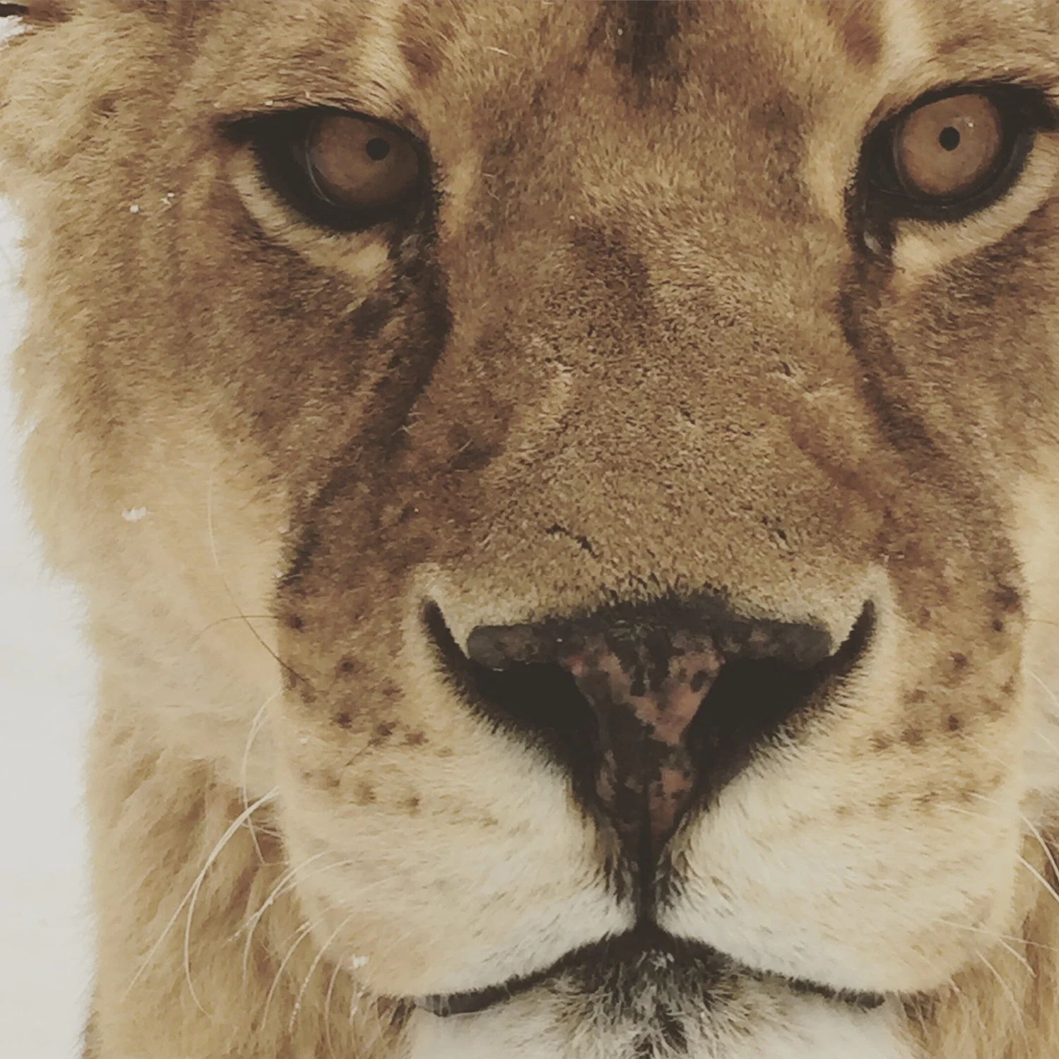 Eye-to-Eye With Rescued Giants