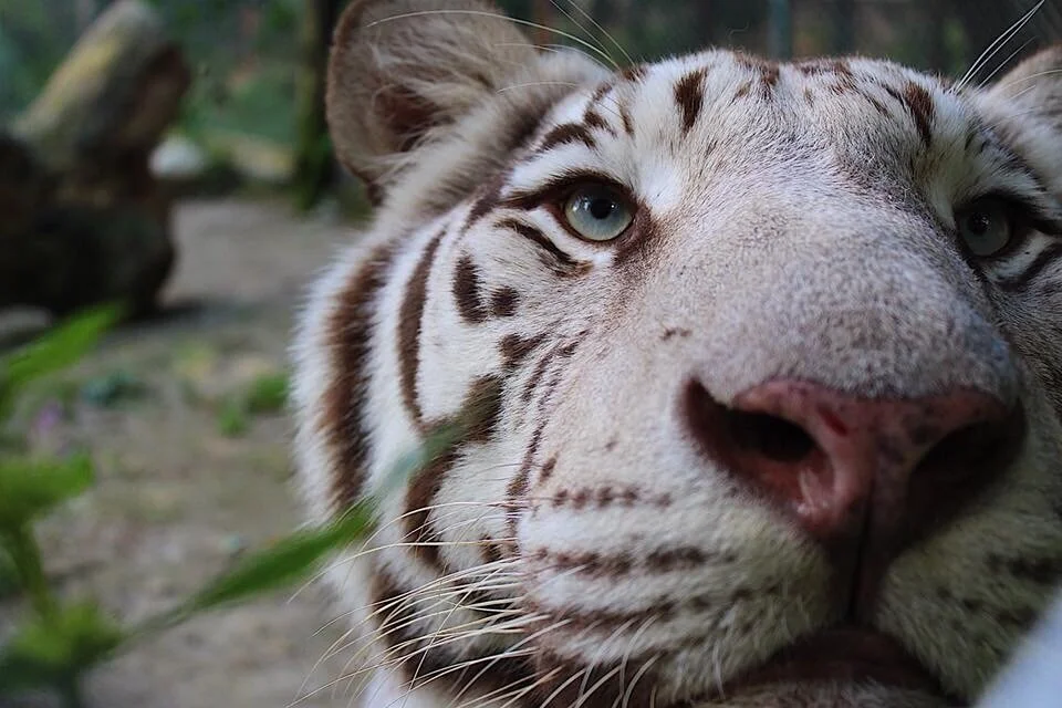 Tigers