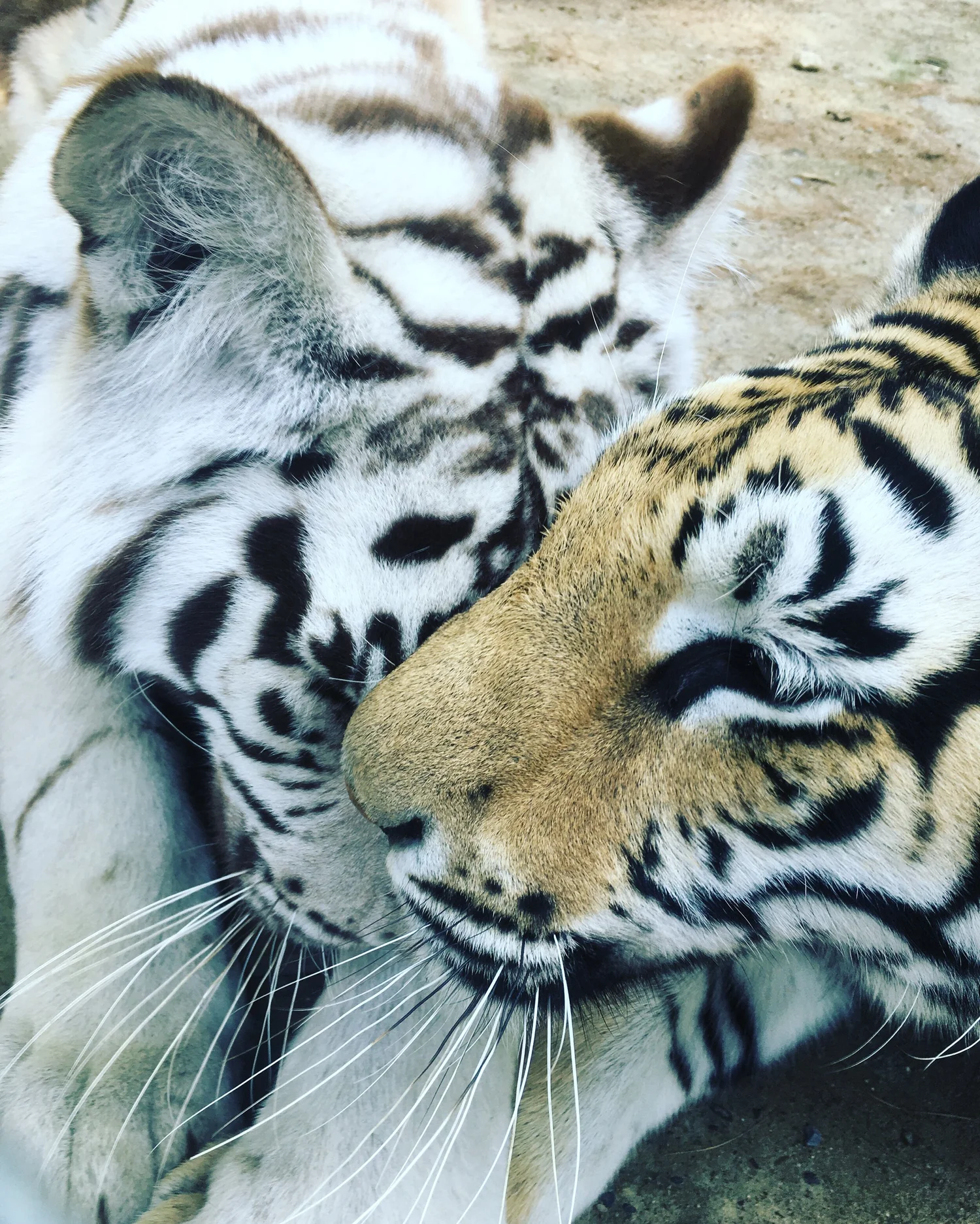 Zeus and Khaleesi rescued tiger siblings nuzzling in the autumn woods