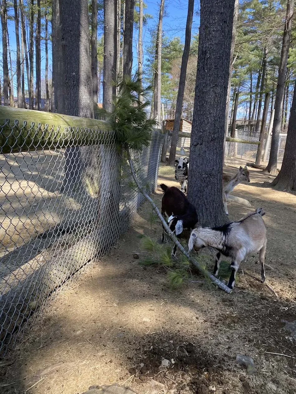 Odette the spider monkey swinging across aerial hammocks