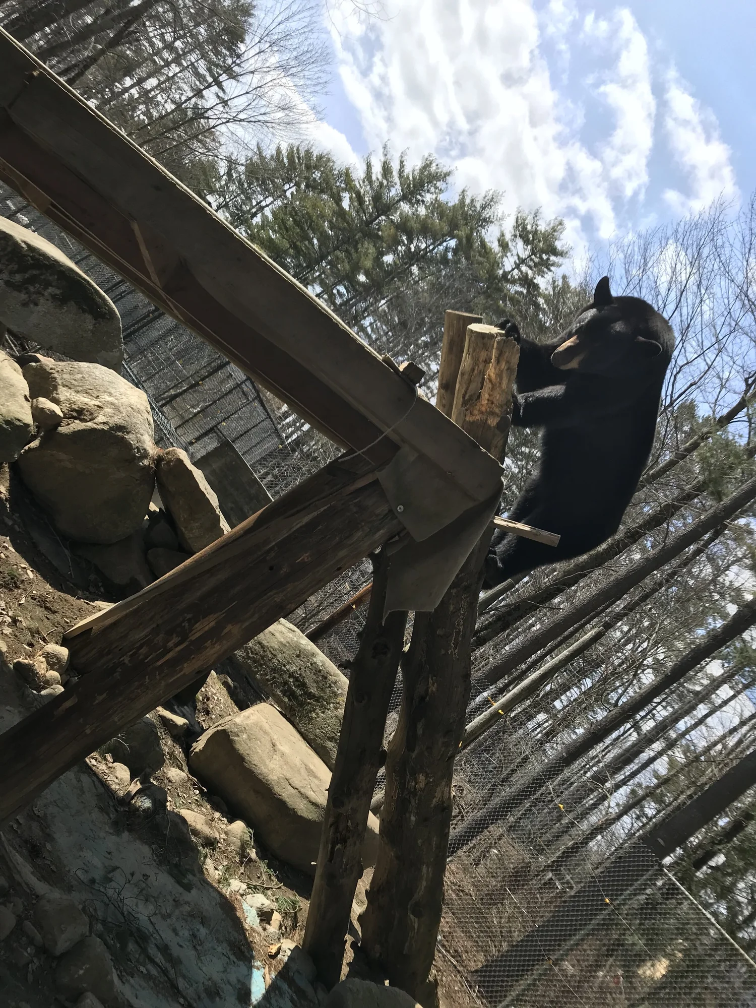 Bear at DEW Haven sanctuary